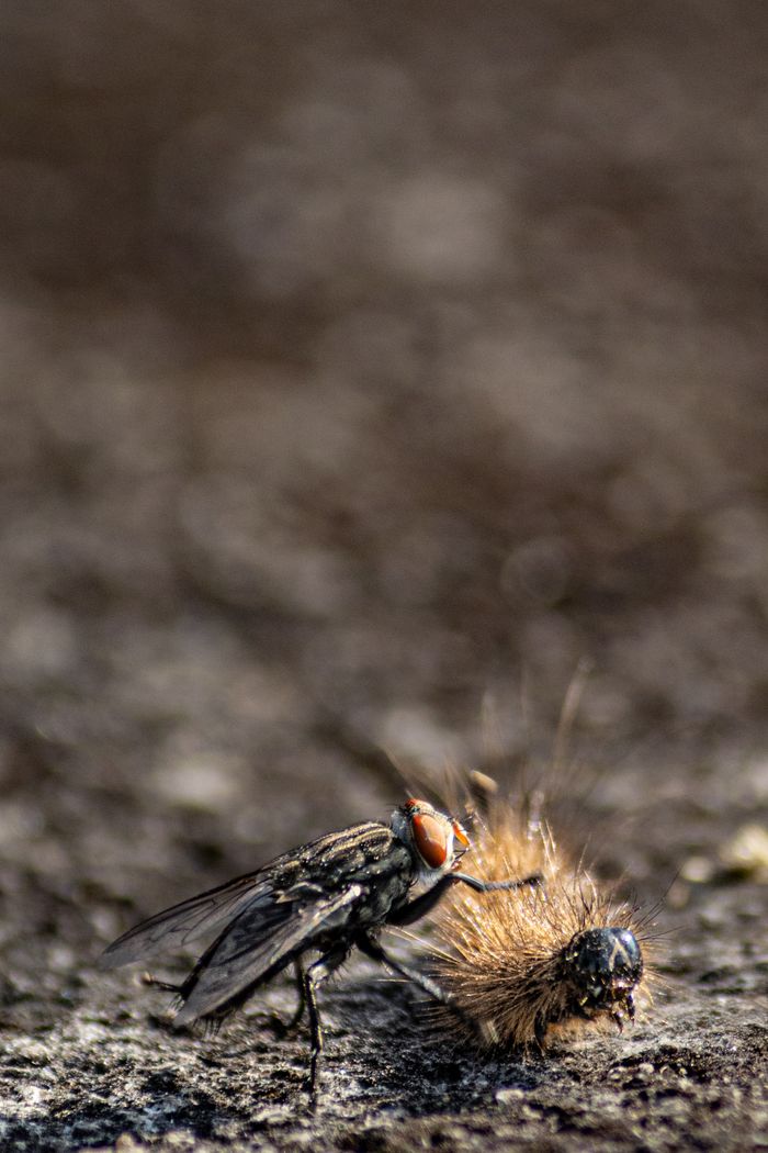 Macro shot of a housefly feeding on a dead caterpillar on rough terrain, showcasing nature's cycle.